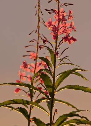 Fireweed (4)
