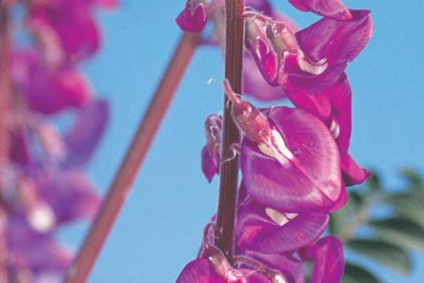 Karijini Flora and Fauna