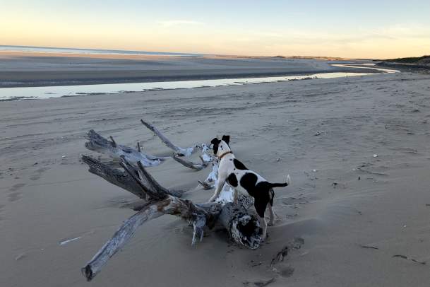 The Epic Pilbara Road Trip... for dogs!