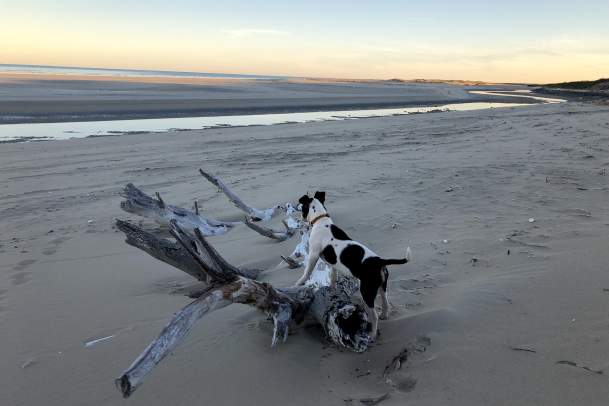 The Epic Pilbara Road Trip... for dogs!