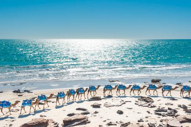 Afternoon Camel Train on Cable Beach with the Indian Ocean in the background