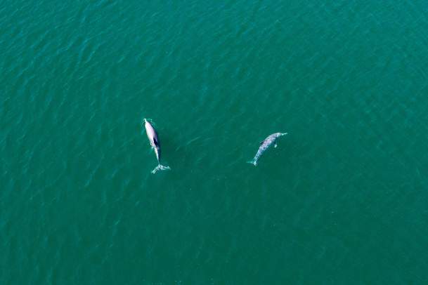 Dolphins swimming on the Kimberley Coast