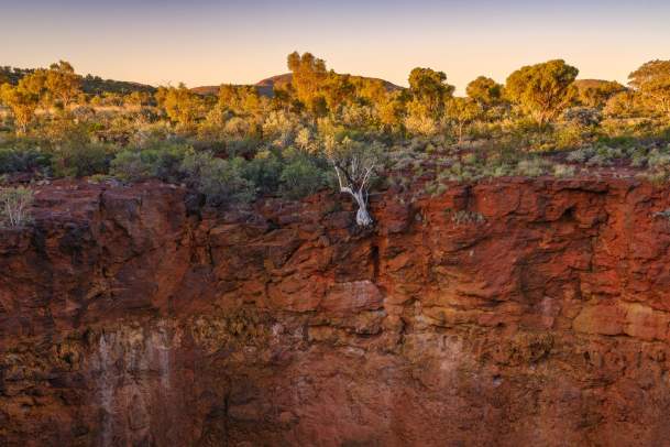 A ghost gum tree clinging to the side of a cliff in Karijini National Park