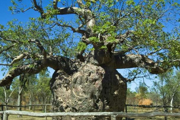 Derby Prison Boab Tree - TWA