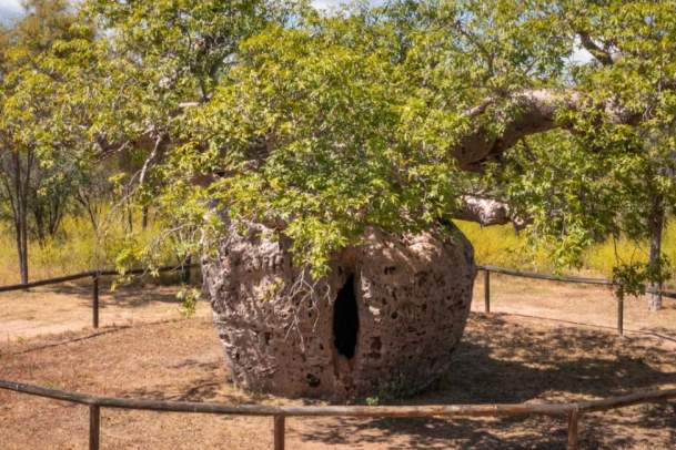 Boab Prison Tree