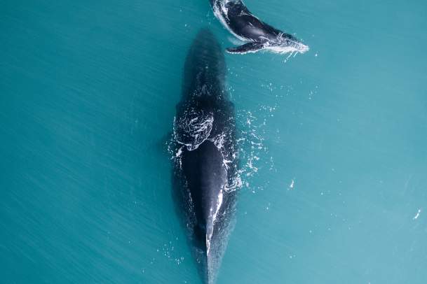 Aerial view of a humpback whale and her calf on the Kimberley Coast.