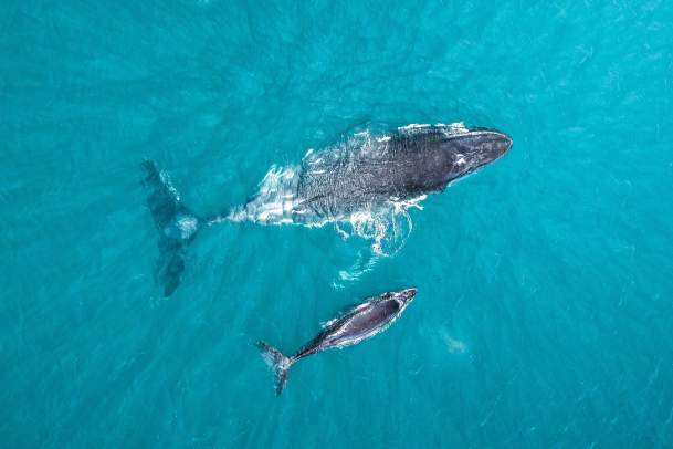 A Humpback Whale  mother and calf photographed from above on the Kimberley Coast, Western Australia