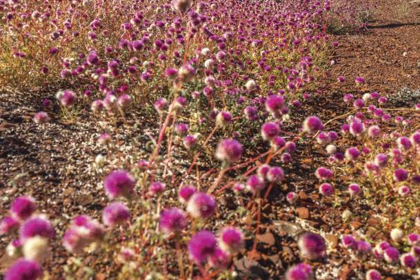 Bachelors Buttons wildflowers in Karijini National Park, the Pilbara Western Australia