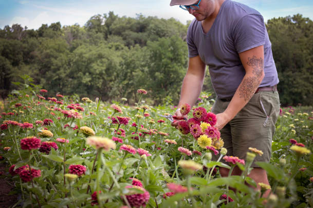 Man picks fresh flowers in field