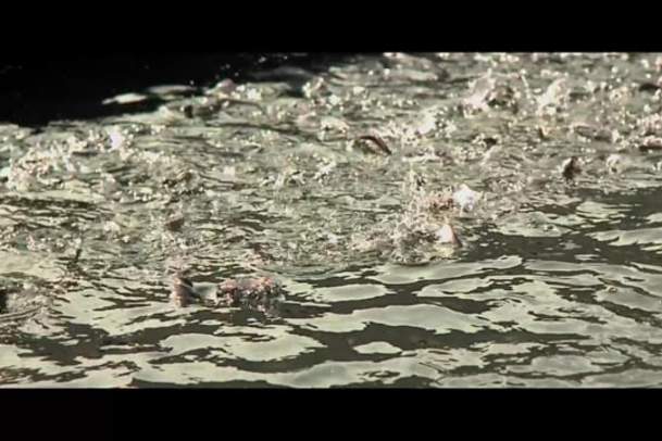 Video Thumbnail - vimeo - Ketchikan - A Fish Story (Full Length)