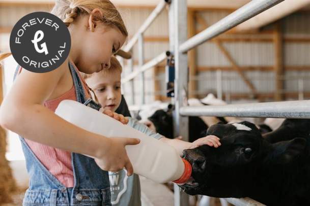 Day at the Farm: Cows, Kids and Curds