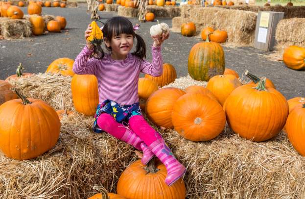 Pumpkin Patches to Visit this Fall
