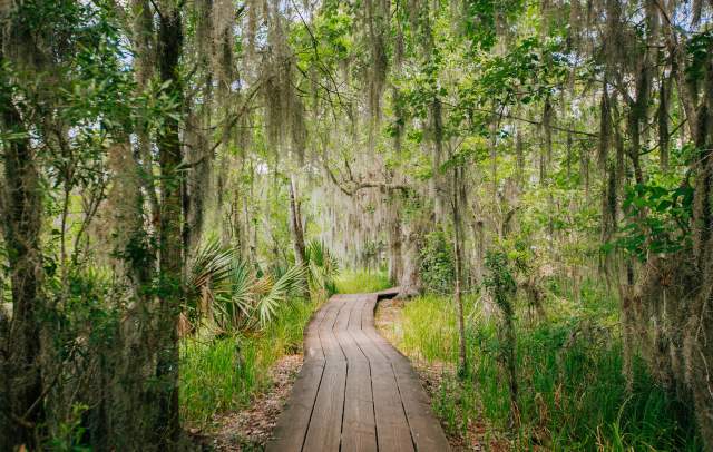 Barataria Preserve