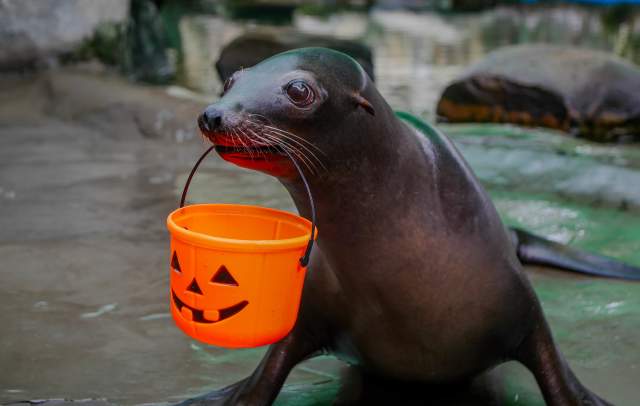 Boo at the Zoo