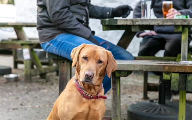a dog looking at camera with picnic table in background