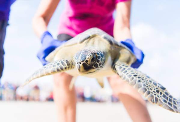 Sea Turtle Release