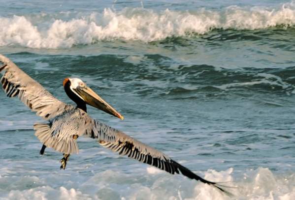 Pelican-over-waves