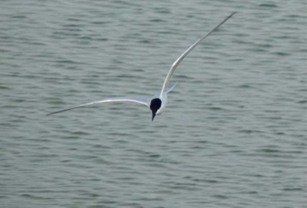 Gull Billed Tern