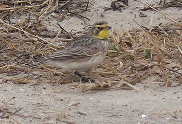 Horned Lark