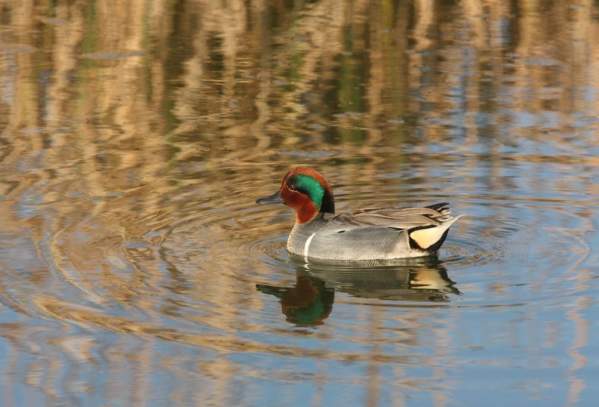 Green-winged Teal