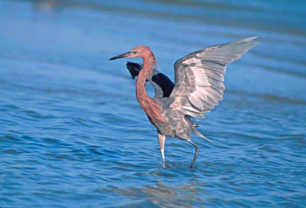 Reddish Egret