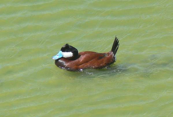 Ruddy Duck