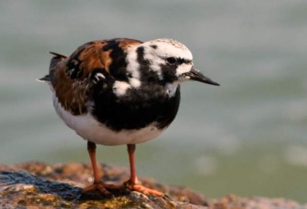 Ruddy Turnstone