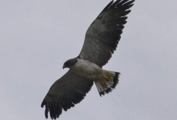 White-tailed Hawk