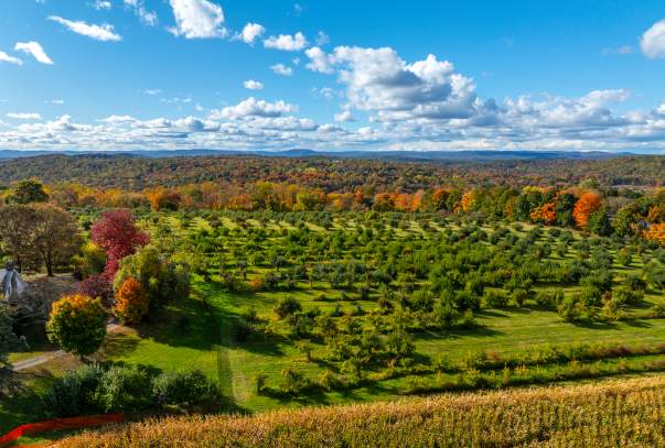 An overhead view of the vivid red and orange autumn trees at Wilkens Farm