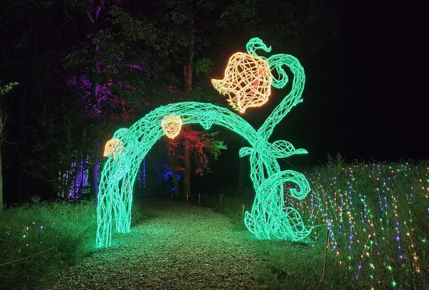 A flower sculpture in an arch shape. The sculpture has a green stem and yellow flowers and is lit up for a nighttime event.