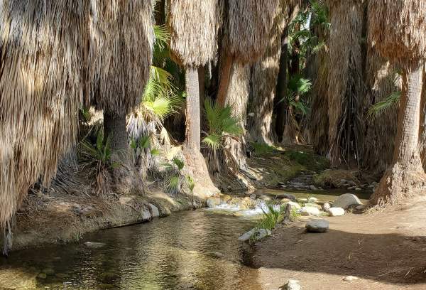 Andreas Canyon Hike: Complete Guide to the Lush Oasis in Indian Canyons
