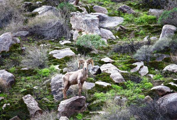 Preserving Oswit Canyon: A Natural Sanctuary in Palm Springs