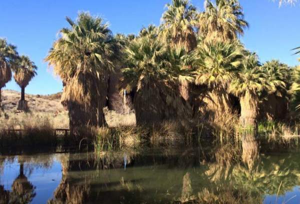 Coachella Valley Preserve: A Thousand Palms Oasis Near Palm Springs