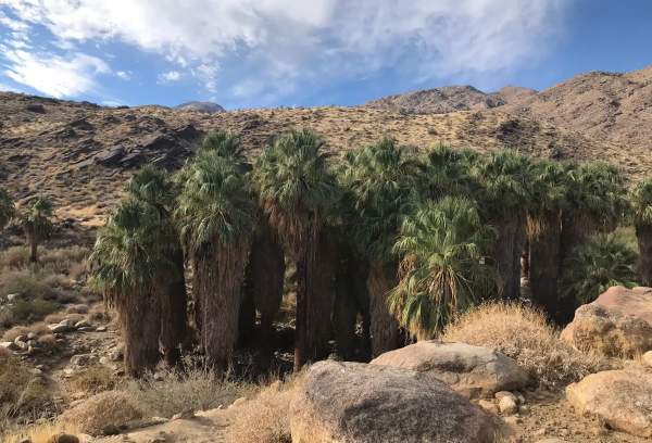 Guide to the Coffman Trail in Murray Canyon