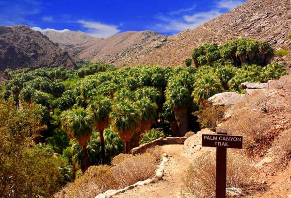 Palm Canyon: Exploring the World's Largest Reserve of Desert Fan Palms