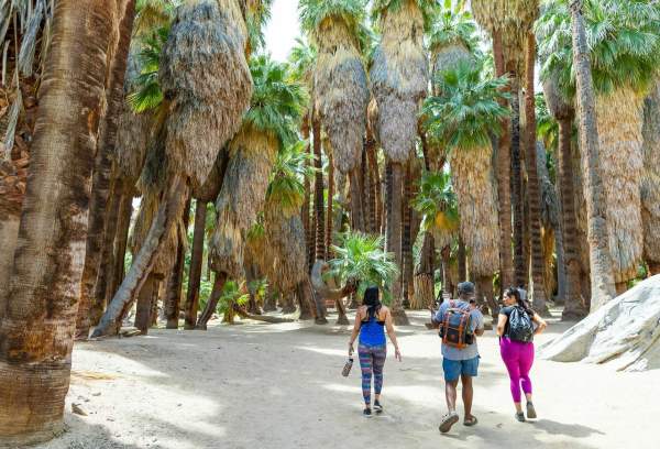 7 Scenic Hikes in Palm Canyons: Explore the Best Trails Starting from the Trading Post