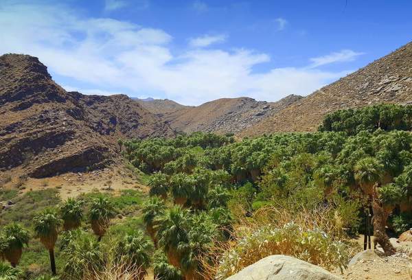 Explore the Beauty of Lower Palm Canyon: A Family-Friendly 3-4 Mile Hike
