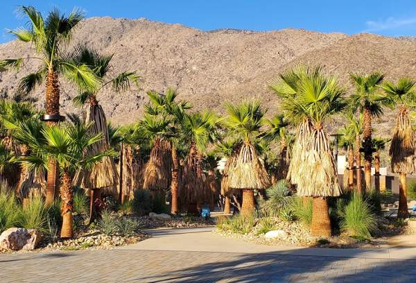 Best Free Things To Do in Palm Springs