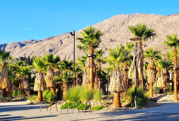 Discover an Oasis in the Heart of Palm Springs: The Downtown Park