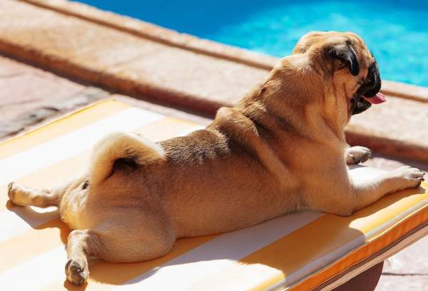 Pawsitively Palm Springs 🐾: A Dog-Friendly Guide to Wagging Good Time