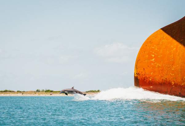 Dolphin Watching in Port Aransas