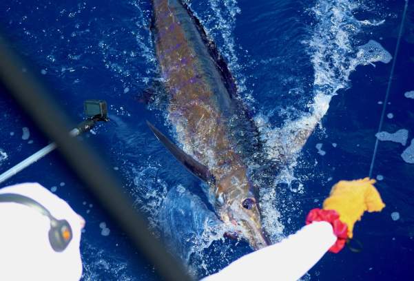 Which Fish Are You Catching?