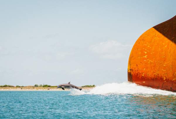 Dolphin Watching in Port Aransas