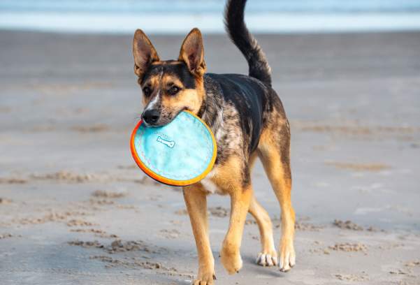 Dog-Friendly Beaches in Port Aransas