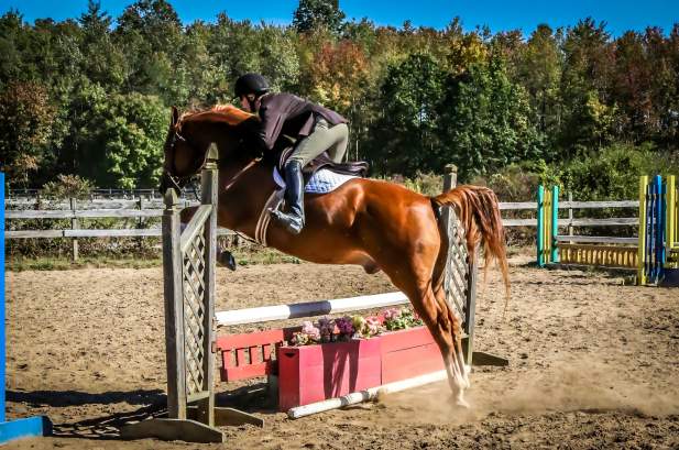 summer breeze stables