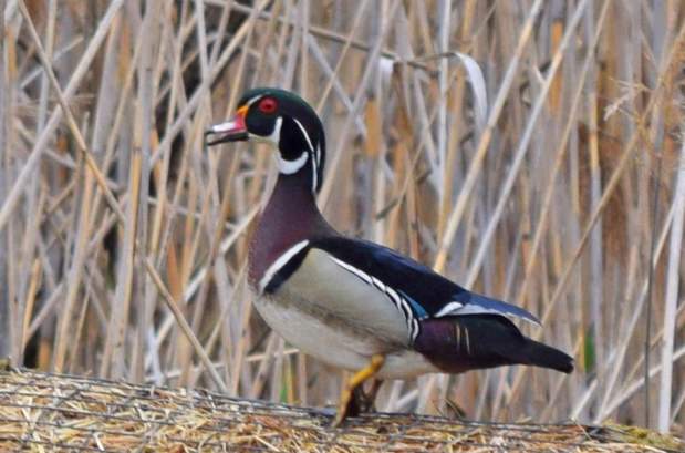 Wood Duck