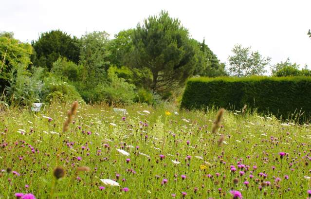 Meadow at the University of Bristol Botanic Garden, credit University of Bristol Botanic Garden