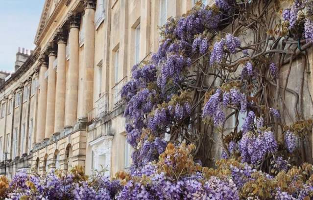 Camden Crescent - Wisteria