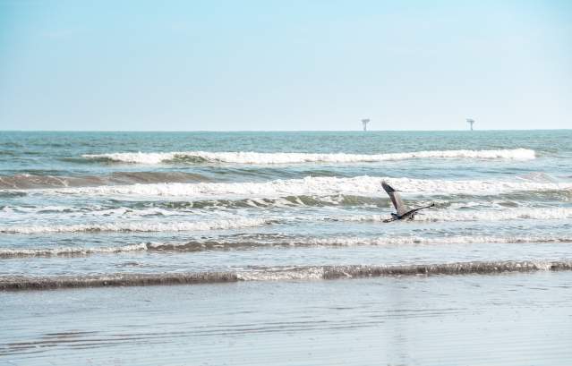 beach-without-people-landscape-bird-flying