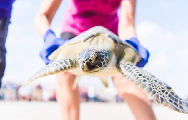 Sea Turtle Nesting Season in Port Aransas
